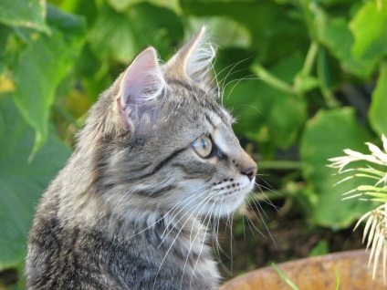 Karjalai Bobtail macska fajta szobatudós, fotók