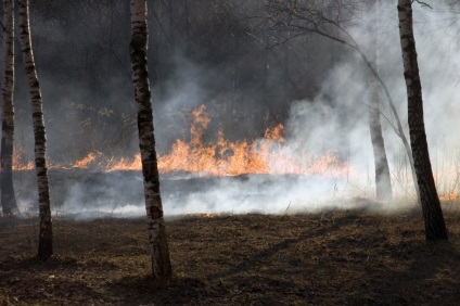 Képek vigyázni erdőket tüzek