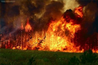 Imaginile protejează pădurea de foc