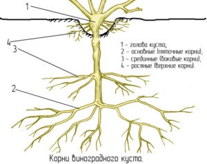 Katarovka szőlő és metszést a gyökerek - azaz, hogyan kell csinálni, az érvek és ellenérvek