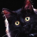 Cat Shee - Pisică magică celtică - kototeka - cea mai interesantă despre lumea pisicilor
