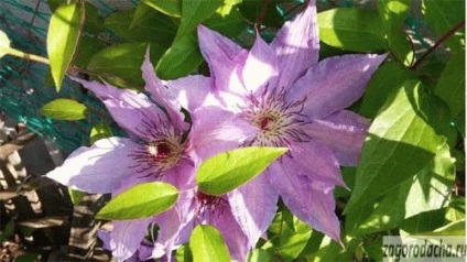 Clematis în creștere, îngrijire, reproducere