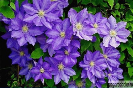 Clematis în creștere, îngrijire, reproducere