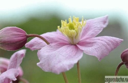 Clematis în creștere, îngrijire, reproducere