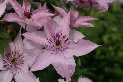 Clematis - descriere și sfaturi pentru începători, fotografie, plante și grădină