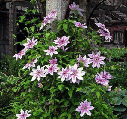 Descrierea piesei Clematis hegel hybrid, caracteristici, îngrijire și comentarii