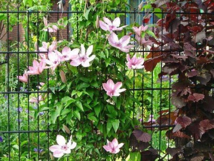 Clematis hibrid Hegle leírás, jellemzők, a gondozás és vélemények