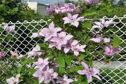 Clematis hibrid Hegle leírás, jellemzők, a gondozás és vélemények