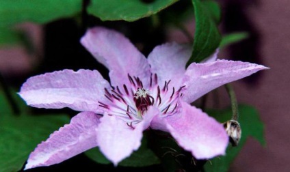 Clematis hibrid Hegle leírás, jellemzők, a gondozás és vélemények