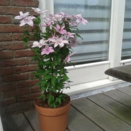 Descrierea piesei Clematis hegel hybrid, caracteristici, îngrijire și comentarii