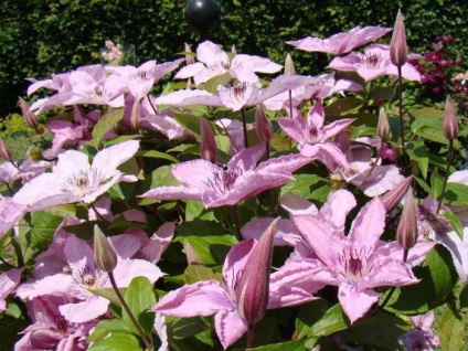 Clematis hibrid Hegle leírás, jellemzők, a gondozás és vélemények