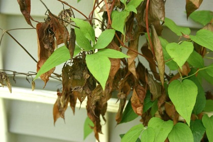 Clematis hibrid Hegle ültetés és gondozás, fotó