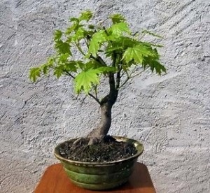 Maple de zahăr, arțar de zahăr, arțar canadian (acer saccharum)