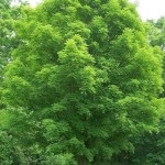 Maple de zahăr, arțar de zahăr, arțar canadian (acer saccharum)