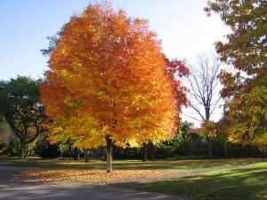 Maple de zahăr, arțar de zahăr, arțar canadian (acer saccharum)