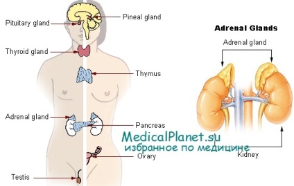 Clinica de sindromul de cal