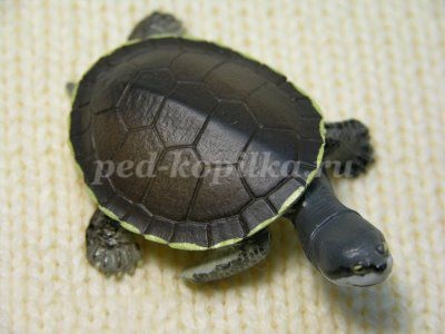 Sinteza unei lecții educaționale pentru copiii cu vârste cuprinse între 5 și 7 ani pe tema unei broaște țestoase