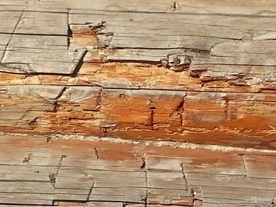 Scroafele din scoarță într-o casă din lemn cum să scape de paraziți