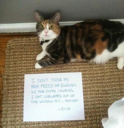 Pisica lui Cat's Shame