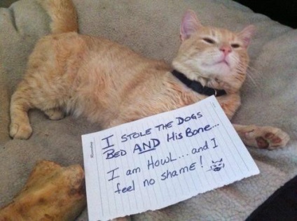 Pisica lui Cat's Shame