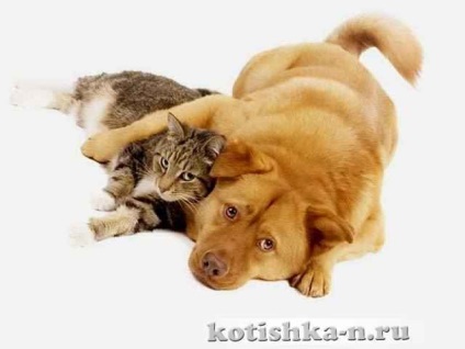 Cat și câine în casă, cum să faci o pisică și un câine - o lume animală
