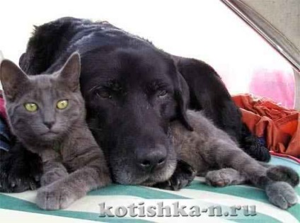 Cat și câine în casă, cum să faci o pisică și un câine - o lume animală