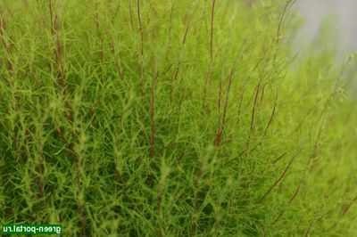 Speciile Kohia de plante de gradina