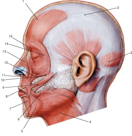 Informații succinte despre mușchii capului și gâtului