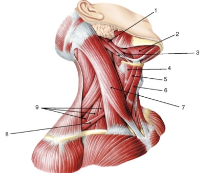 Informații succinte despre mușchii capului și gâtului