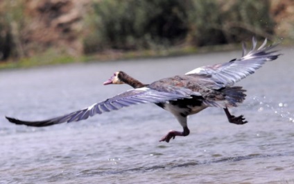 Animale extrem de periculoase cu aspectul cel mai inofensiv și drăguț