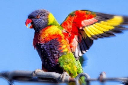 Aripile papagalului reprezintă rolul său în viața animalului de companie, rănile principale