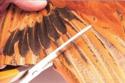 Wing papagáj mi a szerepe az állat életét, súlyos trauma