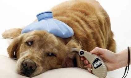 Câmpia pneumonică la câini