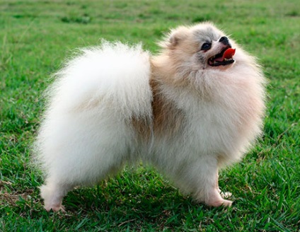 Cumpărați cățeluși jack russell terrier, miniature terrier bull, welsh corgi pembroke, Pomeranian Pomeranian -