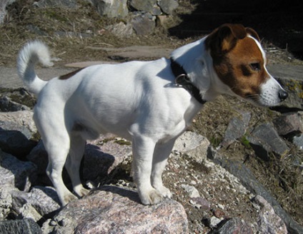 Cumpărați cățeluși jack russell terrier, miniature terrier bull, welsh corgi pembroke, Pomeranian Pomeranian -