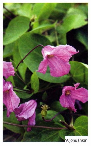 Clusters clematis fotografii, plantare și îngrijire