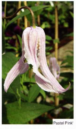 Clusters clematis fotografii, plantare și îngrijire