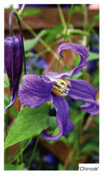 Clusters clematis fotografii, plantare și îngrijire