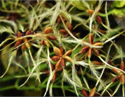 Clusters clematis fotografii, plantare și îngrijire