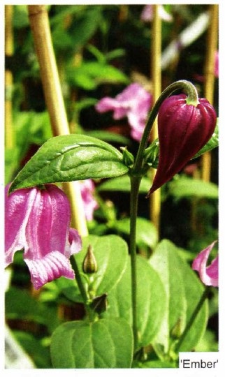 Clusters clematis fotografii, plantare și îngrijire