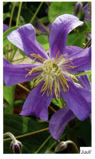 Clusters clematis fotografii, plantare și îngrijire