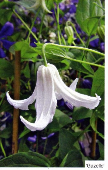 Clusters clematis fotografii, plantare și îngrijire