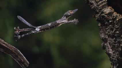 Ghepardul Madagascar - coada preferată a terariului