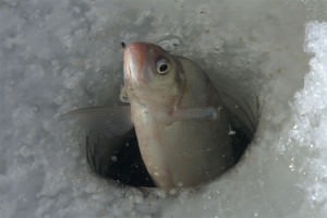 Catching keszeg télen - Küzdeni és csali