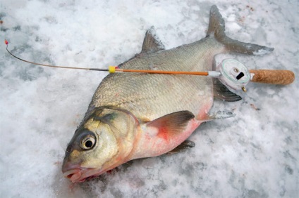 Catching keszeg télen - Küzdeni és csali