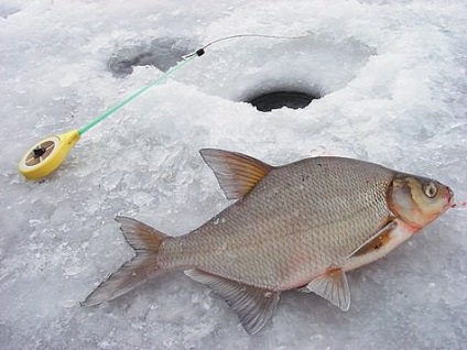 Catching keszeg télen - Küzdeni és csali