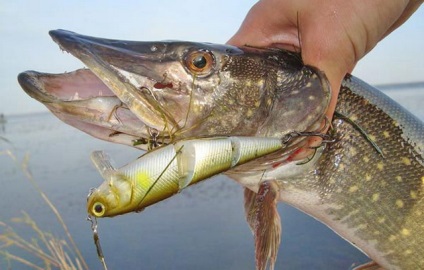 Pike de pescuit pentru filare în luna august - în cazul în care, pe ce și cum să prindă