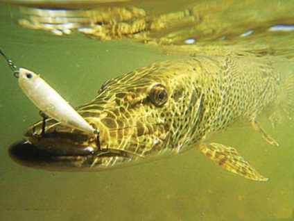 Pike de pescuit pentru filare în luna august - în cazul în care, pe ce și cum să prindă