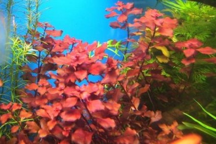 Ludwigia în condiții de acvariu varietate de specii, caracteristici