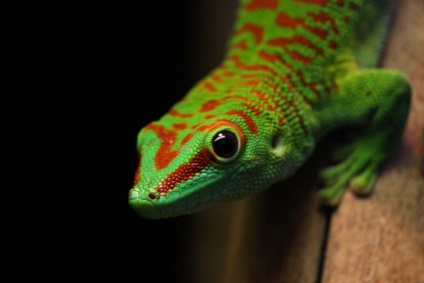 Madagascar zi gecko (phelsuma grandis) - exolife, totul despre reptile